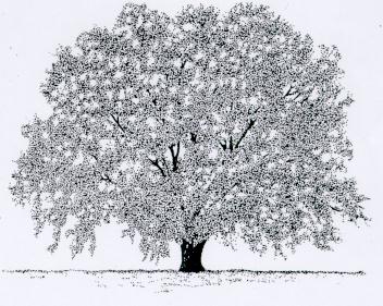 a California live oak
