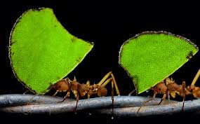 Image result for leafcutter ants
